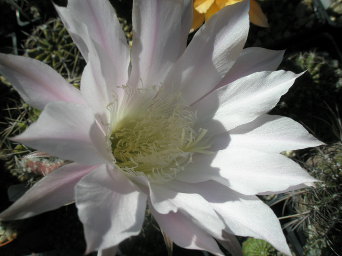 Echi flori roz - centrul florii - Echinopsis