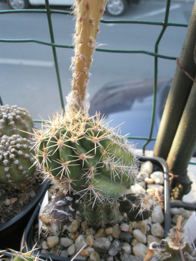 Hotlips - 03.07 - Echinopsis