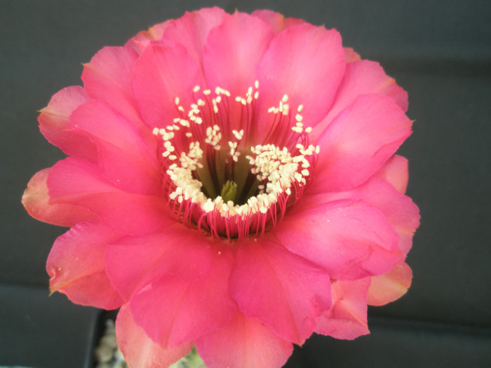 Hotlips - floare