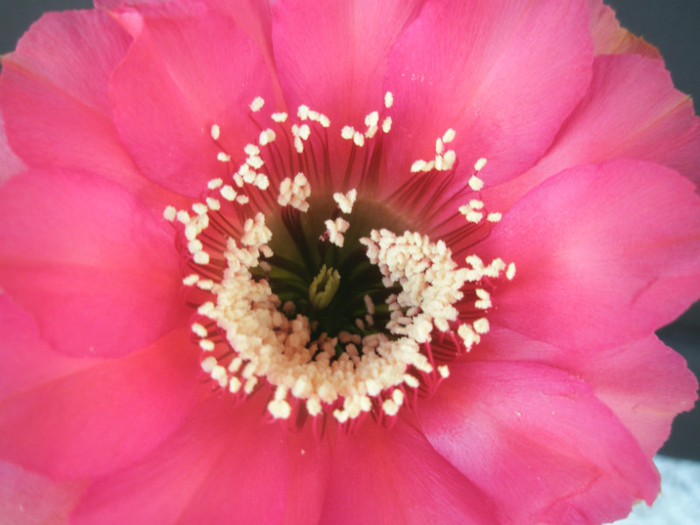Hotlips - centrul florii