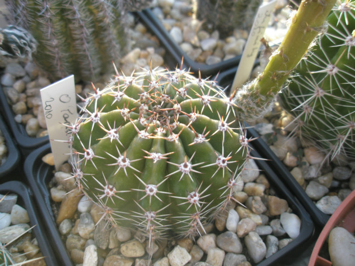 O Paradiso - 03.07 - Echinopsis