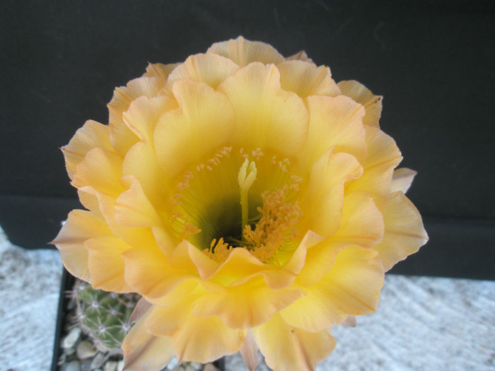 O Paradiso - floare - Echinopsis