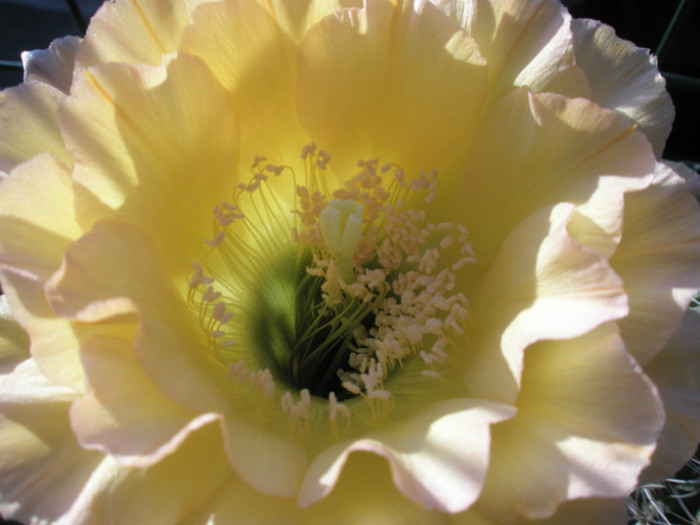 O Paradiso - centrul florii - Echinopsis