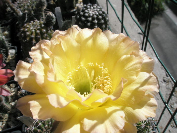 O Paradiso - floare in soare
