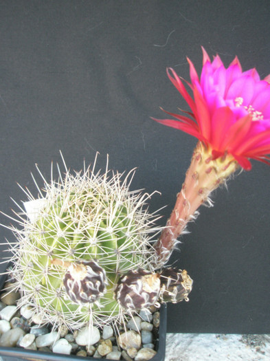 Oracle - fructele - Echinopsis