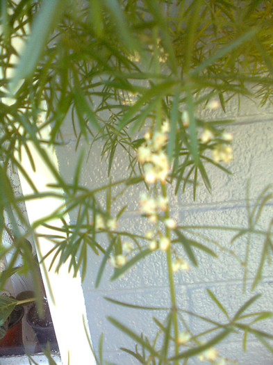 asparagus