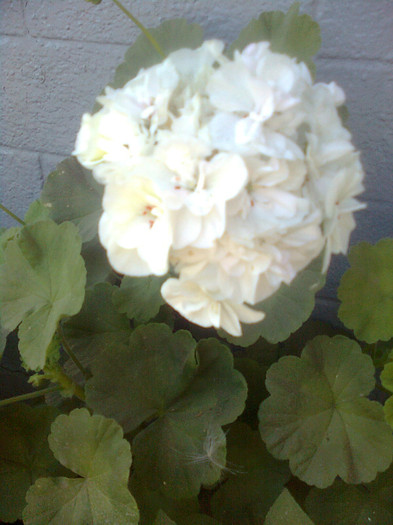 muscata alba