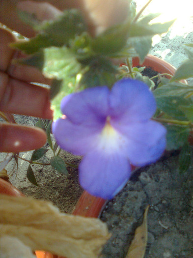 achimenes anni belle