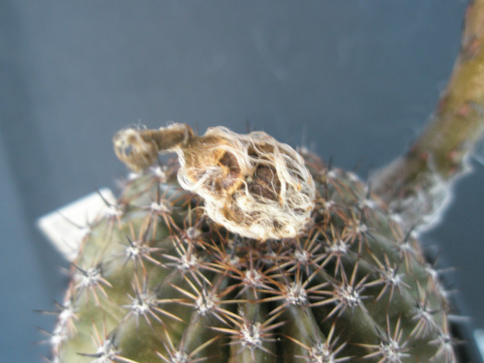 fructul de la Pease Eros