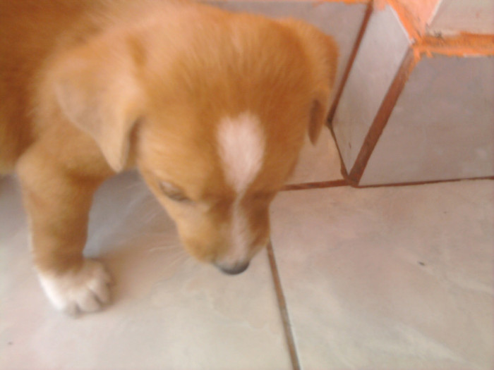 inimioara din fruntea catelusei