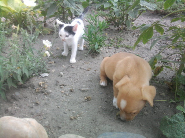 oto si lucky - 1animalutele mele
