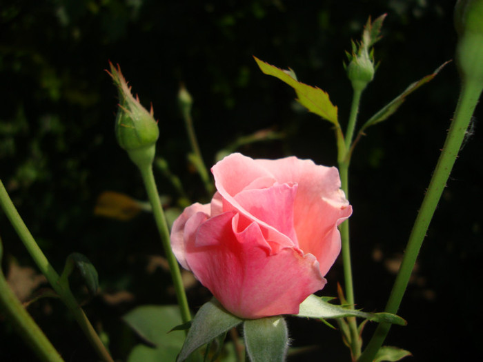  - in gradina