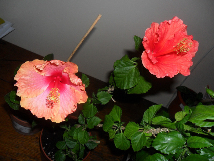 Hibiscus Passion si Sunny Cities Bordeaux - Hibiscus 2012-1