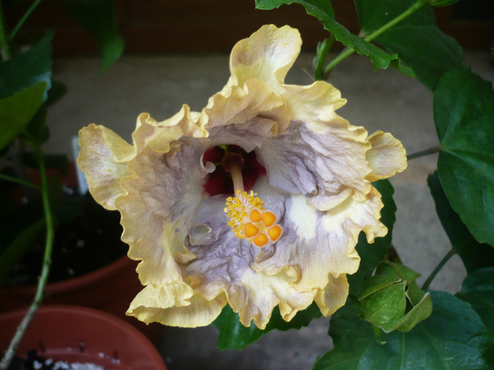 P1150415 - HIBISCUSI 2012-2