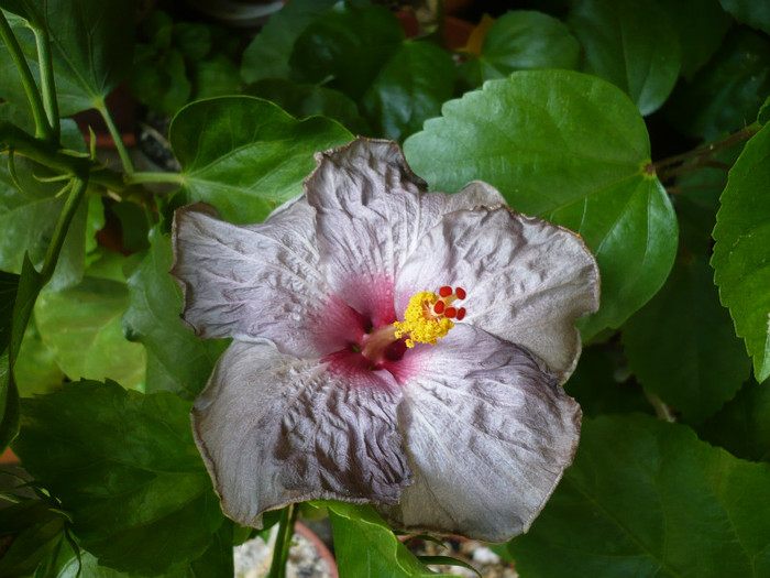 P1150418 - HIBISCUSI 2012-2