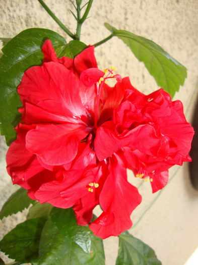  - hibiscusi