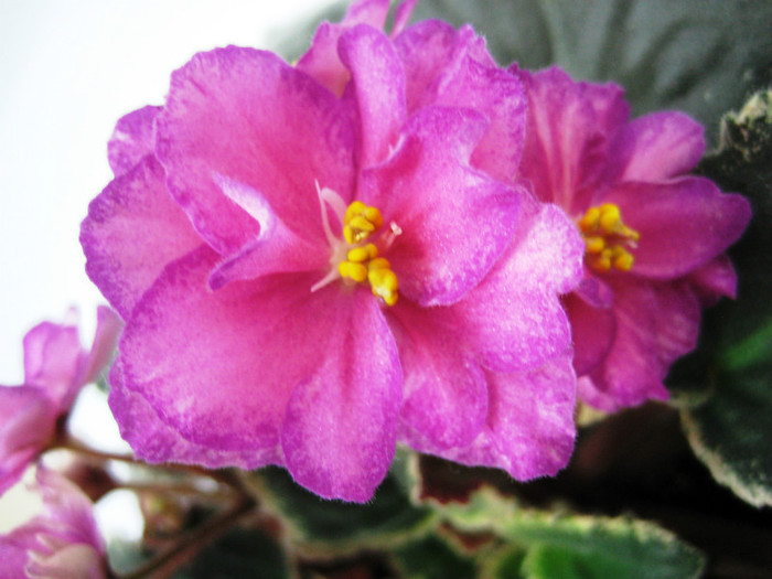 Buckeye Colossal - VIOLETE AFRICANE A-H