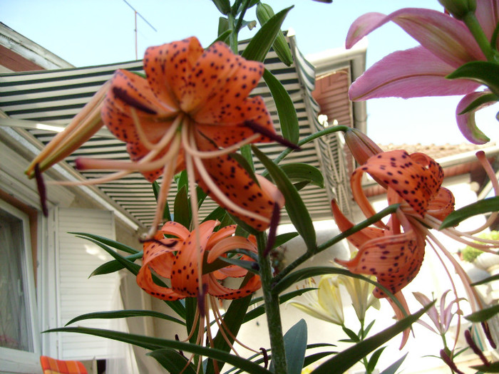 Crin Tigrinum; foarte interesant!!!
