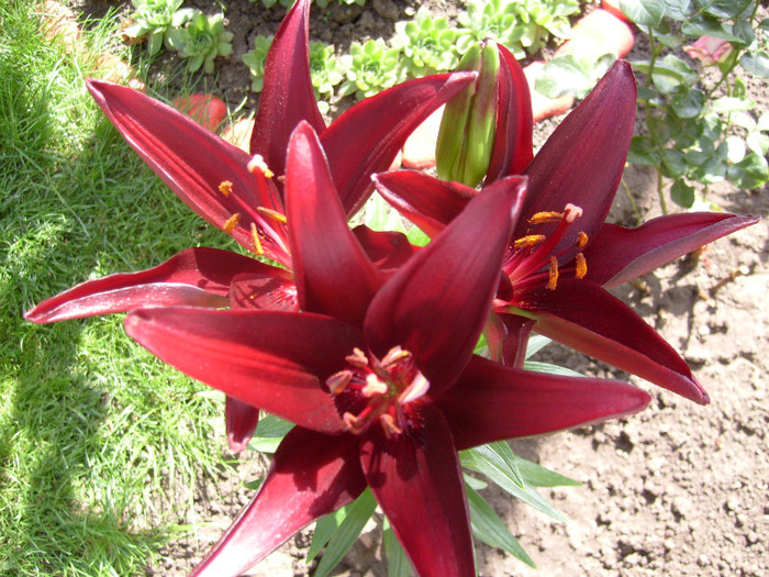 Crin Landini; visiniu inchis!
