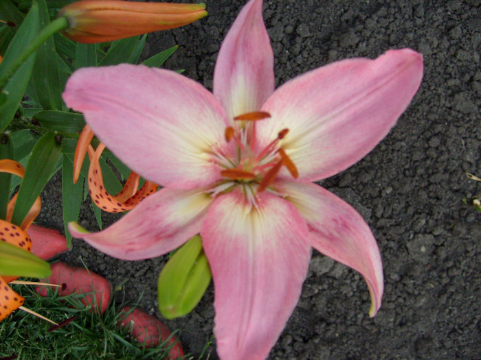Liliun Candidum pink - CRINI regali- gigantici- asiatici