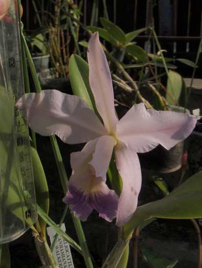 lc canh hybrid cu centimetru - Laelia