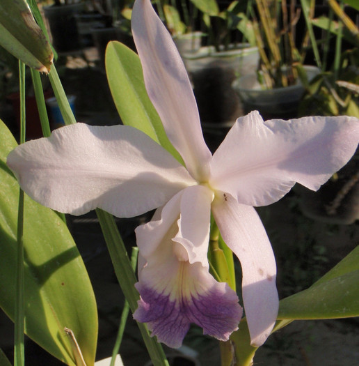 lc semi-profil - Laelia