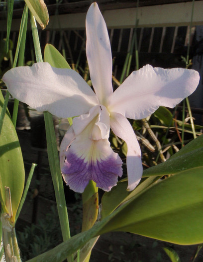 frumoasa lc - Laelia