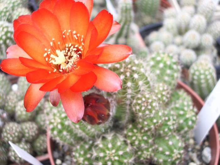 Lobivia (Cris) (Foto Gino)- 01.06.2012