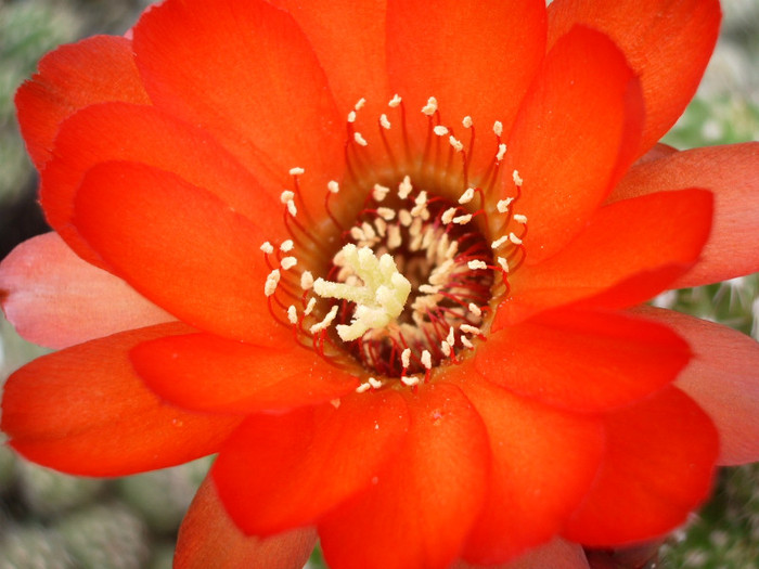 Lobivia (Cris) (Pentax) - detaliu floare