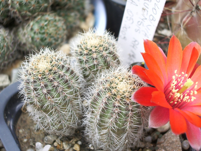 camarquensis RH... - 01.06.2012