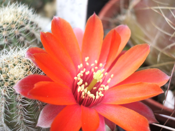 camarquensis RH... - floare