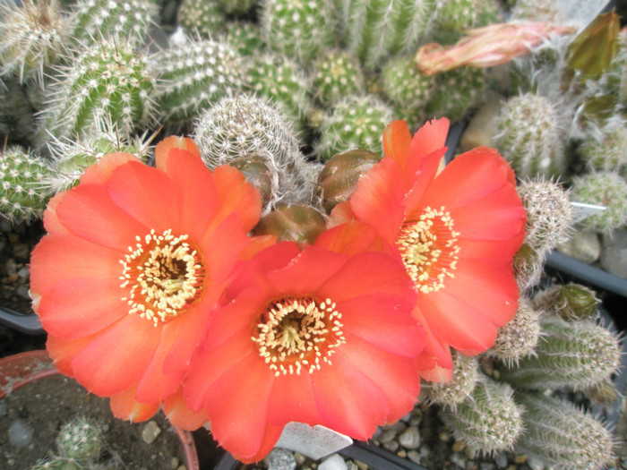 zisa famatimensis de la Gino (Canon) - flori 02.06