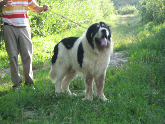 codrut baltag de radaseni