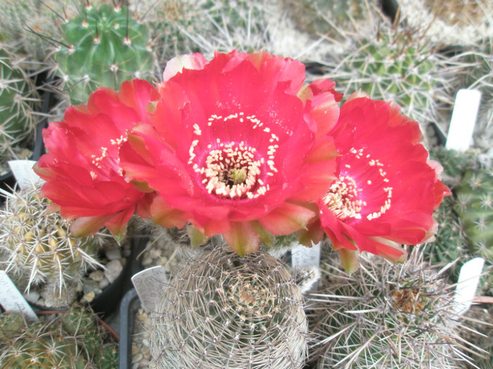 haematacantha v. rebutioides (Canon) - 02.06