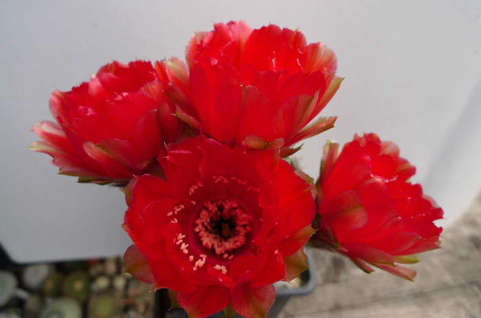 haematachanta v. rebutioides (foto Gino) - 02.06