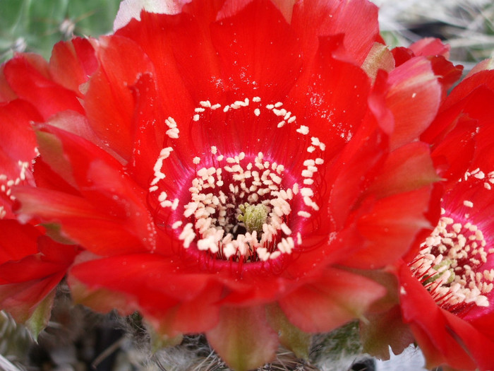 haematacantha v. rebutioides (Pentax) - floare