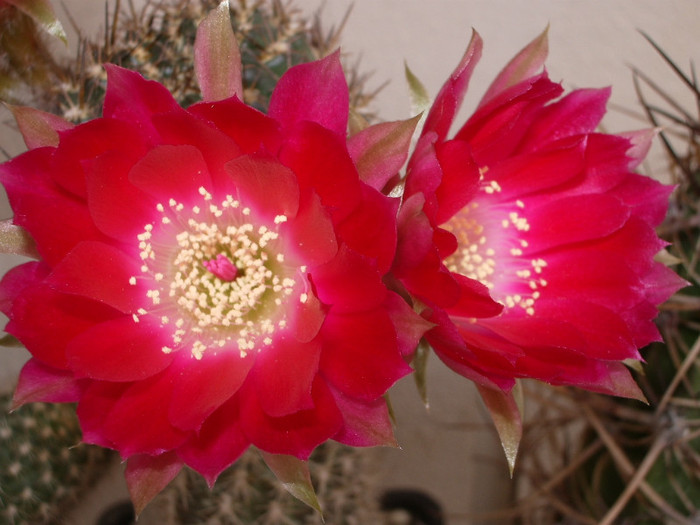 zecherii (Pentax) - flori 02.06