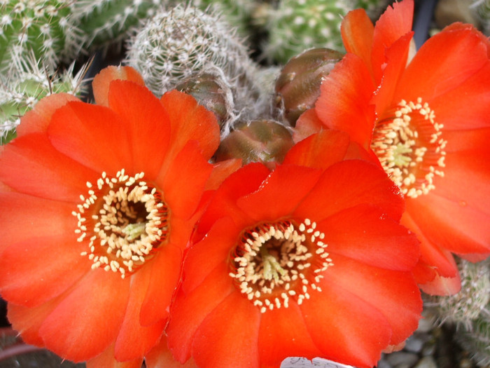 zisa famatimensis (Pentax) - flori 01.06