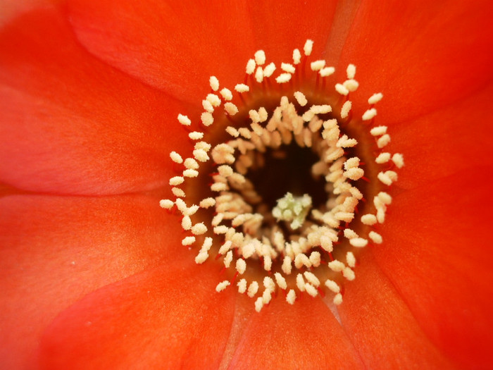 zisa famatimensis (Pentax) - detaliu floare