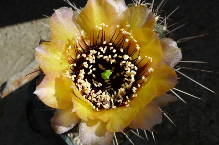 jajoiana - floare 07.06