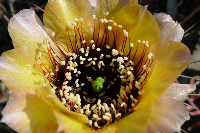 jajoiana - centrul florii