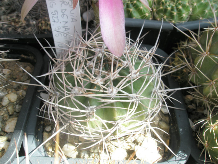 cardenasiana - 16.06