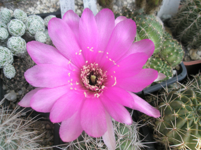 cardenasiana - floare