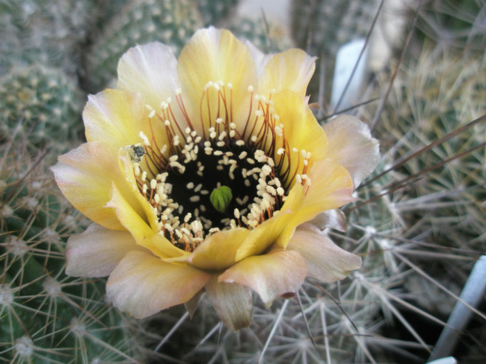 jajoiana (Pentax) - floare