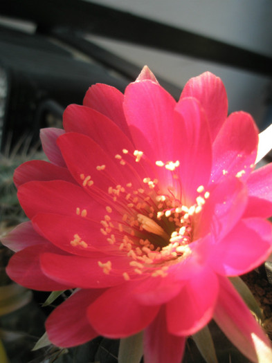 Lobivia sp. 1 (Teo) - floare