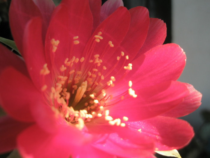 Lobivia sp. 1 (Teo) - detaliu floare