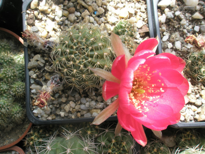 Lobivia nr 2. ( Teo) - 16.06