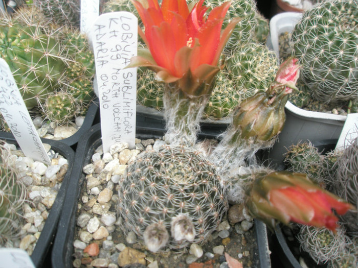 sublimiflora KH 99 north Volvan, Jujui - 05.06