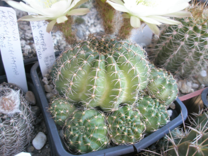 arachnacantha flor blanca - 17.06