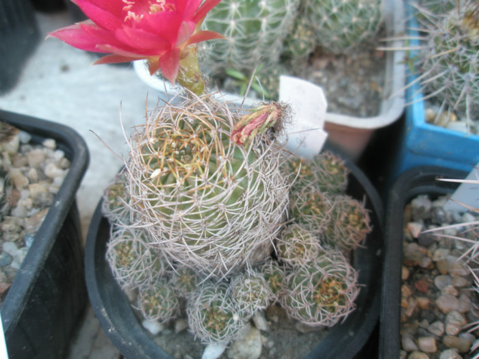 backbergiana (Cris) - 17.06